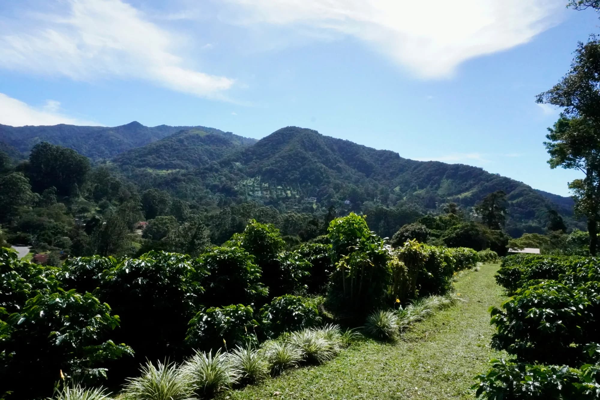 Coffee plants beneath the mountains near ONDA Boquete